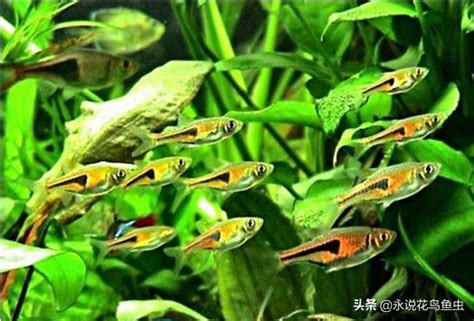 好 養 的 魚